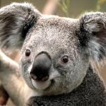 Pesto: Developer's image avatar
